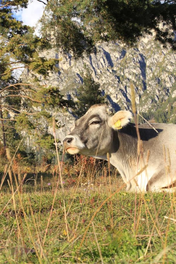 Agriturismo Maso Santa Libera Tesero Εξωτερικό φωτογραφία